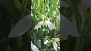 Snowdrop Flowers #FlowerLovers 💐