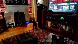 Countdown to crunchy drop...#calicocat #voidcat #caturday #cutecatshorts #Sammy&CiCi 