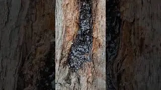 Native Australian Bees #bees