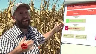 Los productos de KWS Argentina en la Regi&oacute;n Centro