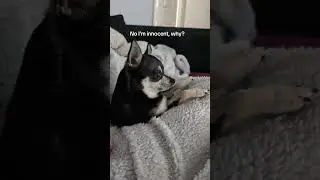 innocent until proven guilty #dog #dogshorts #funny #funnyvideo #funnyshorts