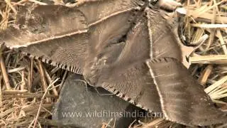 Giant Uranid﻿ Moth in Nagaland, India