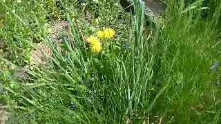 1 How to grow your own food to save money in groceries