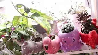 (unedited mini video) Current Hoya Blooms!! [issues with files]
