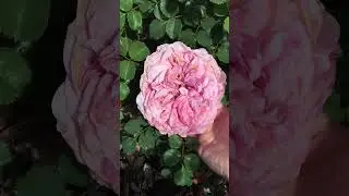 English Rose: David Austin's Princess Alexandra of Kent (PAOK) - Spring 2024 (Year 1)