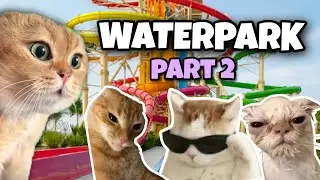 CAT MEMES: TRIP TO WATER PARK PART 2