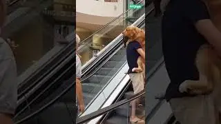 🥺 Big dog is scared of escalators #shorts