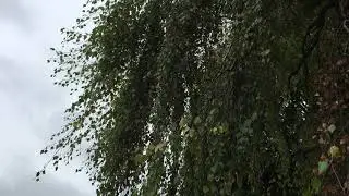 Weeping birch - leaves in the wind - October 2018