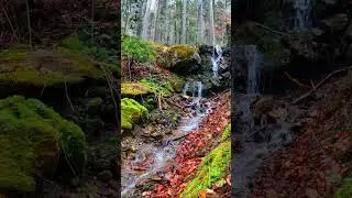 Autumn Woodland Stream | Relaxing Water Sounds (Short)