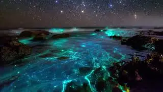 Bioluminescent Tide Pool
