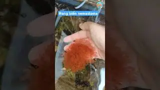 Vẻ Đẹp Của Rong Biển Nemastoma cyclocolpum (Montagne) #seaweed #macroalgae #aquarium #rong #reef
