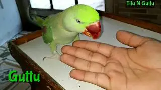 How to Train parrot to sit on your hand | Train parrot perch on your Hand | Parrot Training