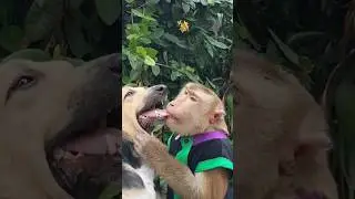 dog and monkey Best friend 🥺#cute #shorts #pets