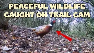 Peaceful Wildlife Caught On Trail Cam