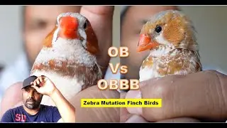 OB Vs OBBB orange breasted Vs Orange breasted black breasted Zebra Mutation Finch Birds comparison