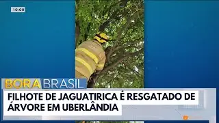 Filhote de Jaguatirica &eacute; resgatado de &aacute;rvore | Bora Brasil