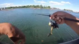 Sea Robin, Fluke and Sea Trout from Shore