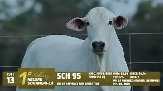 LOTE 13   SCH 95