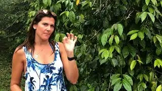 Mountain Thunder Organic Kona Coffee Farm Tour Hawaii Big Island Cloud Forrest VLOG 2
