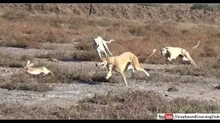 three dogs vs rabbit race 2019 | hunting animals | shikar in jungle