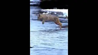 Bobcat Jumping #shorts #shortsviral #shortsvideo