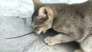 Cat Eating Rat ll Kitten Catching Mouse 
