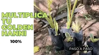 Cómo propagar Sansevieria Golden Hanni: Guía paso a paso (Extracción, Cicatrización y Trasplante)