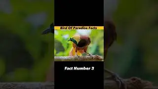 Bird Of Paradise Facts #shorts #youtubeshorts #facts