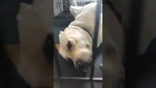 Furball #funny
