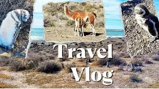Puerto Madryn | Punta Tombo |  Magellanic Penguins | Cruise around South America |Celebrity Infinity