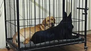 indoor well mannered dogs