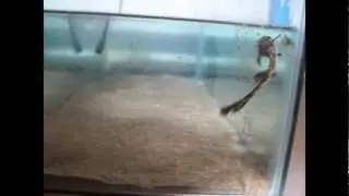 Qu&eacute; es CHONDROLAB