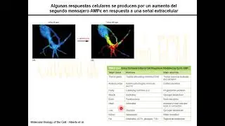 TP16.2 “Principios de comunicación celular II“