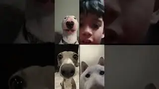Doggg
