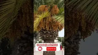 Sousse | Port El Kantaoui Tour| Tunisia 🇹🇳