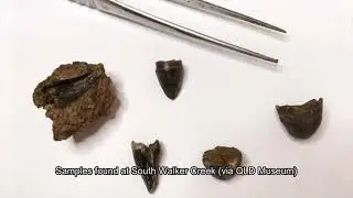 GEOS3761 Movie - megafauna extinction