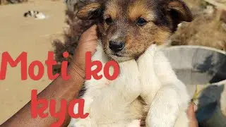 Kalu ,Shalu ,lali, and Moti birthday party #lifeisbutadream #peakyblinders #kajalbhai #viral #dog 