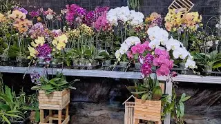 🔴Panen Angbul Terbaru Super Premium😻Live Diskon Koleksi Cantik wajin Di Serbu🤗3️⃣