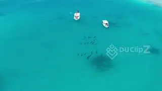 Aerial Drone View of Dolphins Swimming in Maldives Turquoise Waters