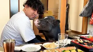お正月を誰よりも楽しみ疲れるブタ
