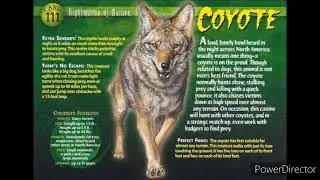 coyote sound effects