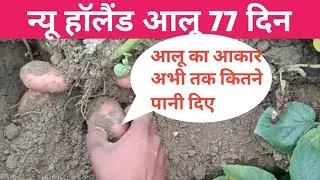न्यू हॉलैंड आलू 77 दिन का #farming 
