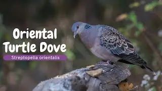 Oriental Turtle Dove - Streptopelia orientalis..  #BirdsOfIndia, Bird watching