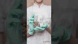 Planta medicinal de CHISACA