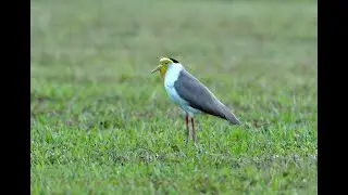 Masked Lapwing's alarm call