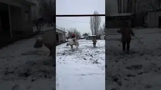 #horse #rekkkkkk #rek ukalarimizda toy oʻrgatib berish xizmati bor ekan