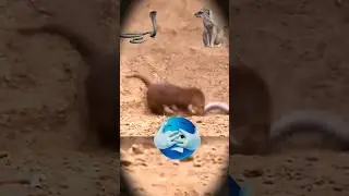 #Snake vs Newala 😱