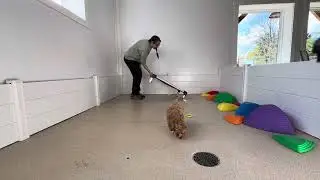 Honey Training Session 11/3