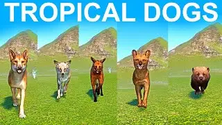 Tropical Dogs Speed Race in Planet Zoo included Bush Dog , Coyote, Dingo