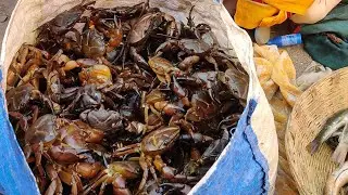 Crab Market Satara || 🦀 Live Crabs 🦀 || Khekda Market in Limb Satara